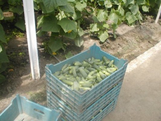 Serele din zona Km 4-5 pregătesc răsadurile
